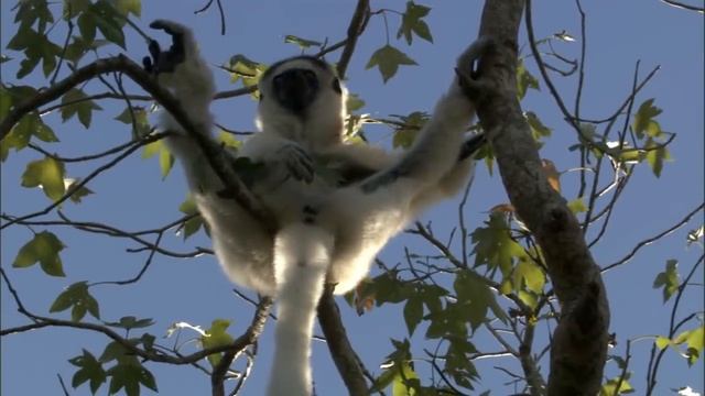 True Facts: The Lemur смотреть онлайн