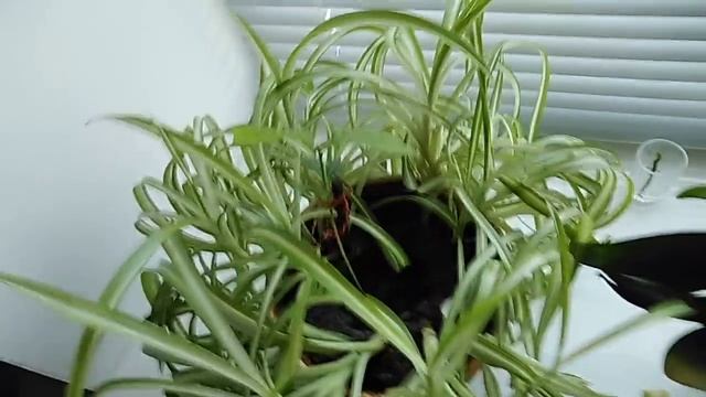 Цветы, не требующие ухода)) смотреть онлайн