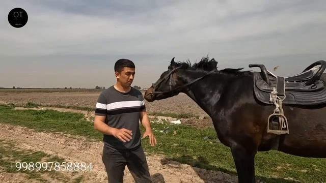 OT SOTILADI! TOSHKENT OT BOZORI! КОННЫЙ РЫНОК!