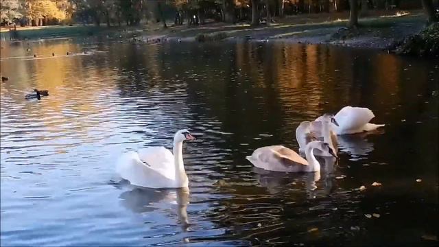 Пение соловья Звуки природы смотреть онлайн