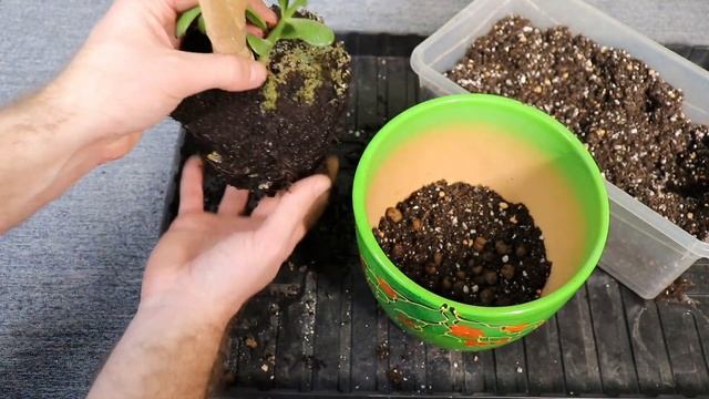 Денежное дерево, или толстянка — о посадке, пересадке и уходе смотреть онлайн