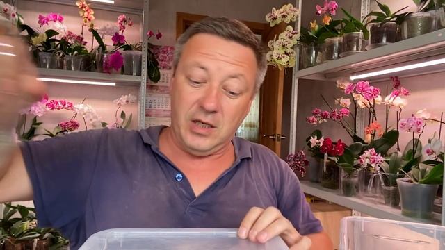 экспресс ПЕРЕСАДКА ОРХИДЕИ роскошного сиреневого БИГ ЛИПА от POM orchids смотреть онлайн