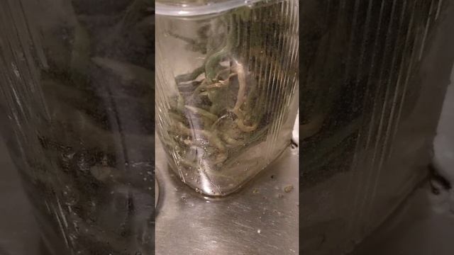 "Водяной червь" (water worm) смотреть онлайн