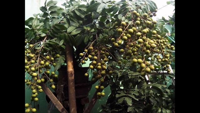 How To Grow A Longan Fruit Tree In A Pot