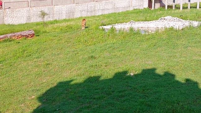 Львы.Первые шаги по саванне. Рассказ Тамары.Из неопубликованного. Сафари парк Прайд. Абхазия.08.202 смотреть онлайн