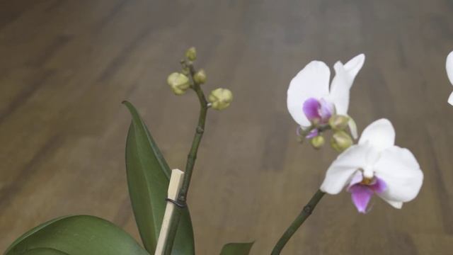 ОБЯЗАТЕЛЬНО узнайте! СЕКРЕТ каскадной ОРХИДЕИ # ФАЛЕНОПСИС орхидея домашняя УХОД смотреть онлайн