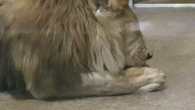 рык зверя. Лев в агрессии. Agressive lion смотреть онлайн