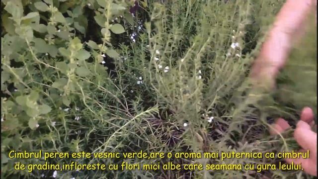 Cum Se Recolteaza Cimbrul Peren-Thymus Vulgaris/How To Harvest Thymus Vulgaris