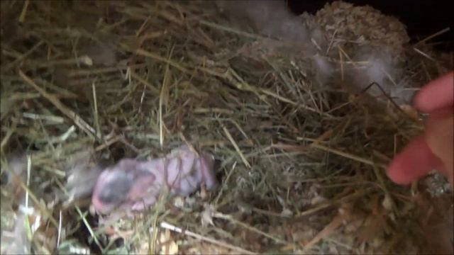 Кролики меня удивляют, крольчата родились. Декоративные карликовые кролики, деревенская жизнь смотреть онлайн