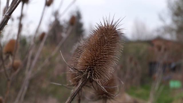 Sony A57 Video Test ISO 800