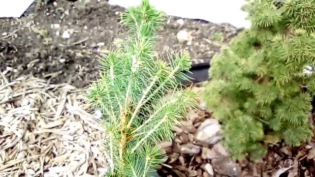 Ель коника растет на даче третий год. Чувствует себя очень хорошо смотреть онлайн