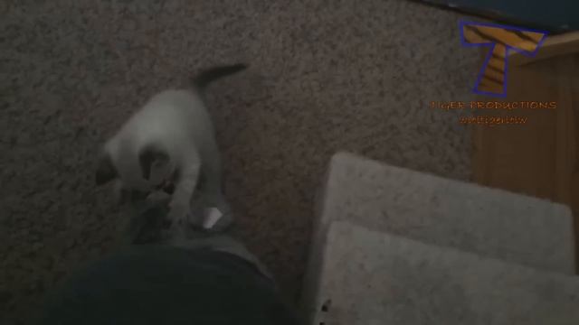 NINJA CATS! There's absolutely NOTHING MORE FUNNY! - Impossible TRY NOT TO LAUGH compilation смотреть онлайн