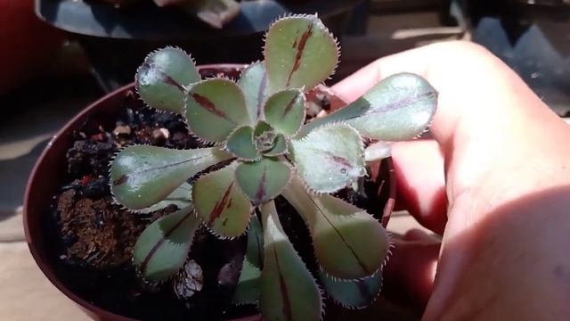Aeonium sedifolium, dicas de cultivo смотреть онлайн