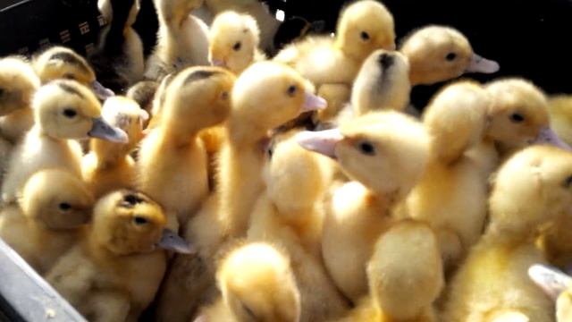 утята и странный продавец. рынок Малоярославец, Калужская область смотреть онлайн