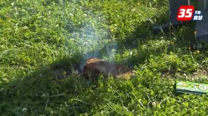 Борьба с кротами на дачном участке