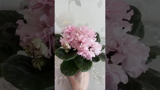 Фиалка АВ-Белый медведь спорт смотреть онлайн