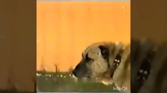 Великий и Легендарный! Кёр Гаплан Туркменский Алабай Алабай САО Asian Work Dogs Champion Alabai смотреть онлайн