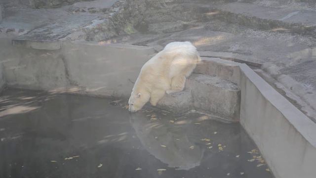 Николаевский Зоопарк 2014 (Белый Медведь пьет воду) смотреть онлайн