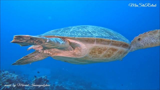 ImangadJiev - Грация