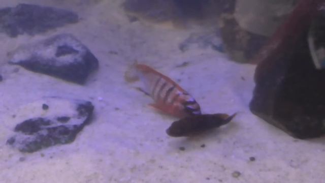 Labidochromis spec Kimpuma red Spawning смотреть онлайн