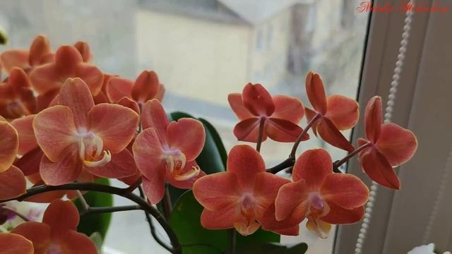 ГОРИЗОНТ Фаленопсис Phal. Horizon. ВЕЛИКОЛЕПНОЕ ЦВЕТЕНИЕ на 4 цветоноса + Особенности сорта! смотреть онлайн