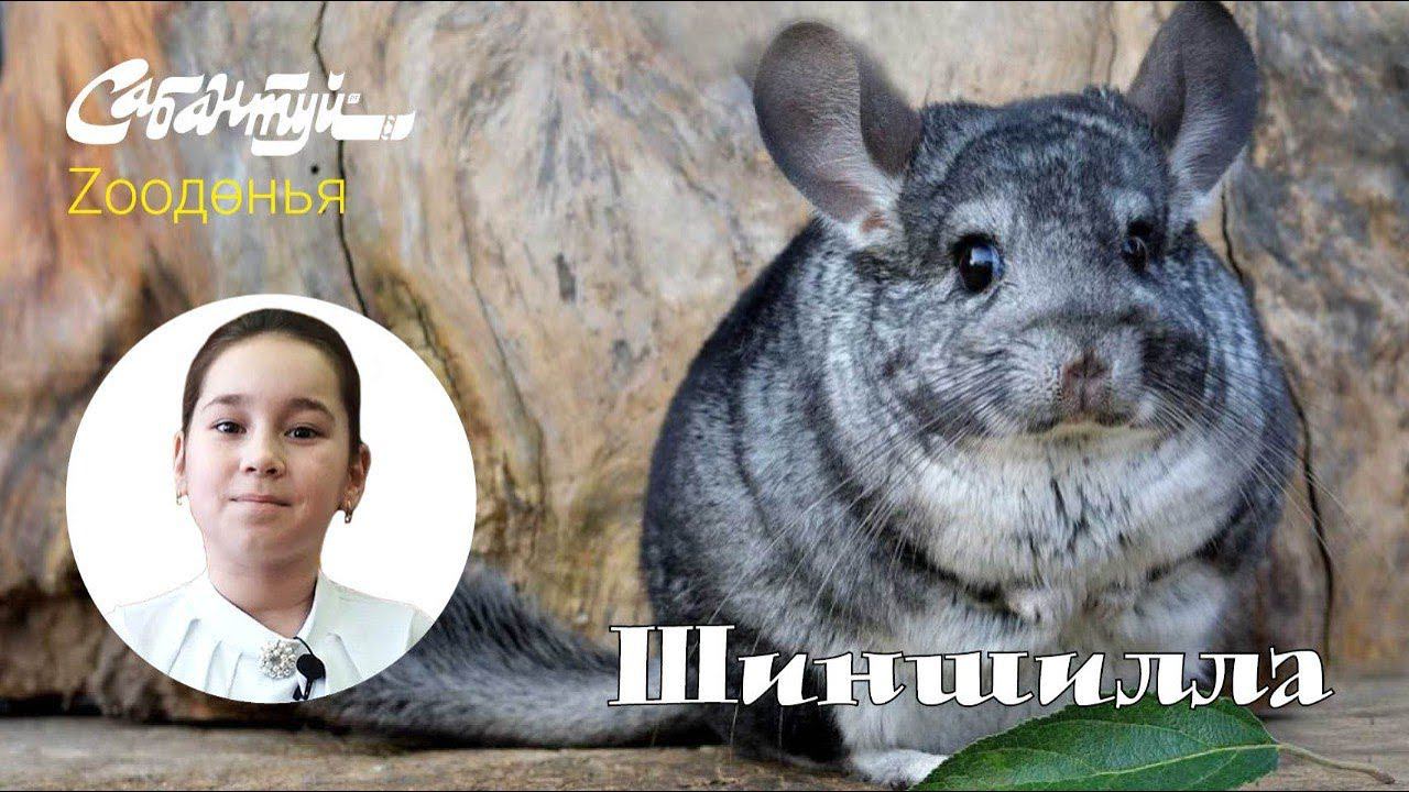 Zooдөнья: шиншилла / Изучаем животных с детьми смотреть онлайн