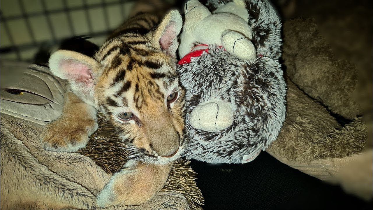 Новый Житель Хосписа.Тигренок с ДЦП/ New Hospice Resident. Tiger Cub With Cerebral Palsy