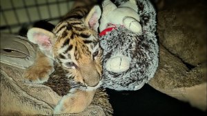 Новый Житель Хосписа.Тигренок с ДЦП/ New Hospice Resident. Tiger cub with cerebral palsy