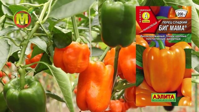 ПЕРЕЦ СЛАДКИЙ - Сорт Биг Мама. Обзор и лучшие отзывы. смотреть онлайн