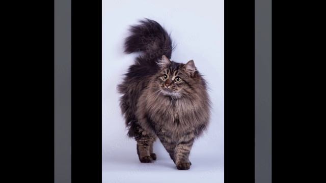 Уход за сибирскими кошками смотреть онлайн