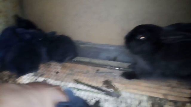 Куры, утки, кролики пополнение в хозяйстве. смотреть онлайн