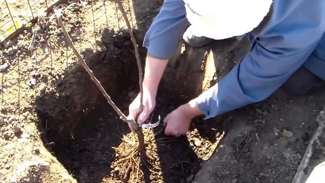 Посадка инжира смотреть онлайн