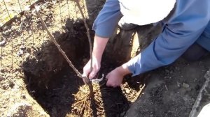 Посадка инжира