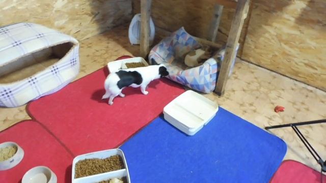 НЕ бывает ЧИХУАХУА чисто БЕЛОГО окраса /КУПЛЮ Белые , кремовые , белые с пятнами щенки чихуа ПРОДАЮ смотреть онлайн