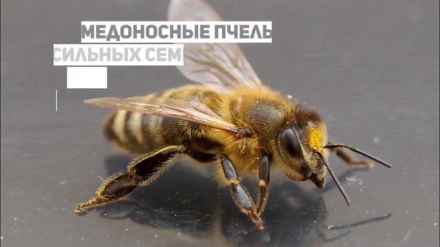 Cколько живёт пчела смотреть онлайн