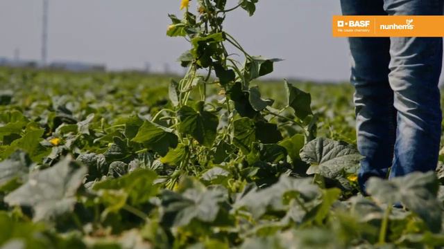 🥒 Жоэлина F1 семена огурца партенокарпического (Nunhems / Нюнемс) смотреть онлайн