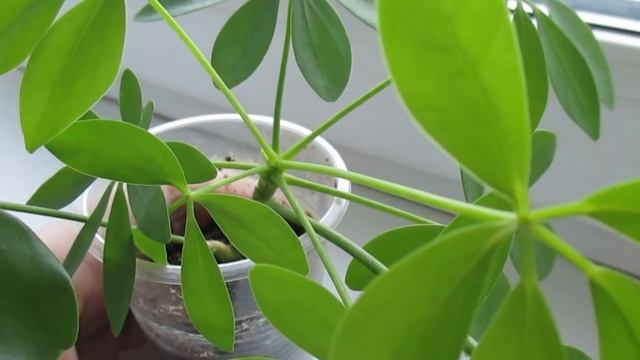 Шеффлера размножение в домашних условиях черенками. Как размножить шеффлеру #3 смотреть онлайн
