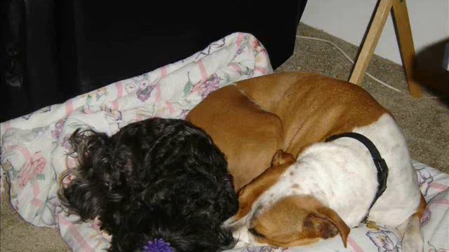 The Life of my pitbull Spike 1996-2007 смотреть онлайн