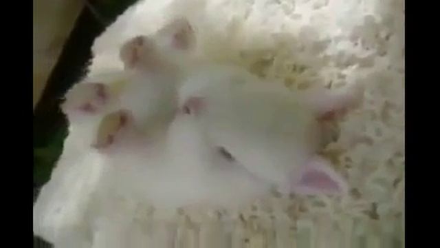 Смешной спящий кролик видео!!!! смотреть онлайн