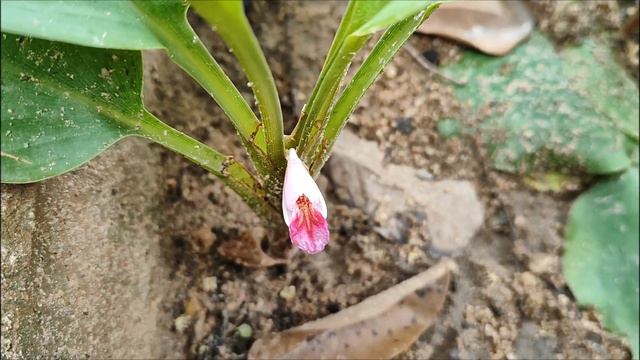 Китайские ключи или китайский имбирь. Fingerroot or boesenbergia rotunda. смотреть онлайн