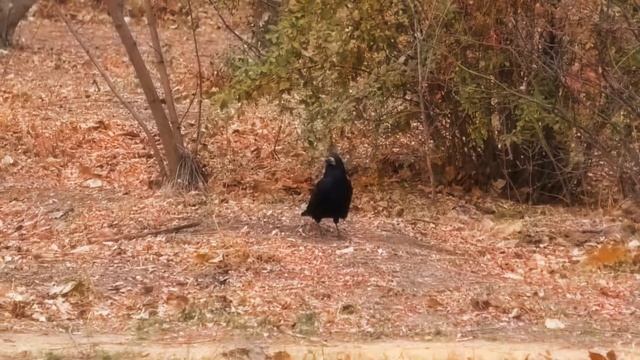 Ода Женщине. (первая проба голоса). смотреть онлайн