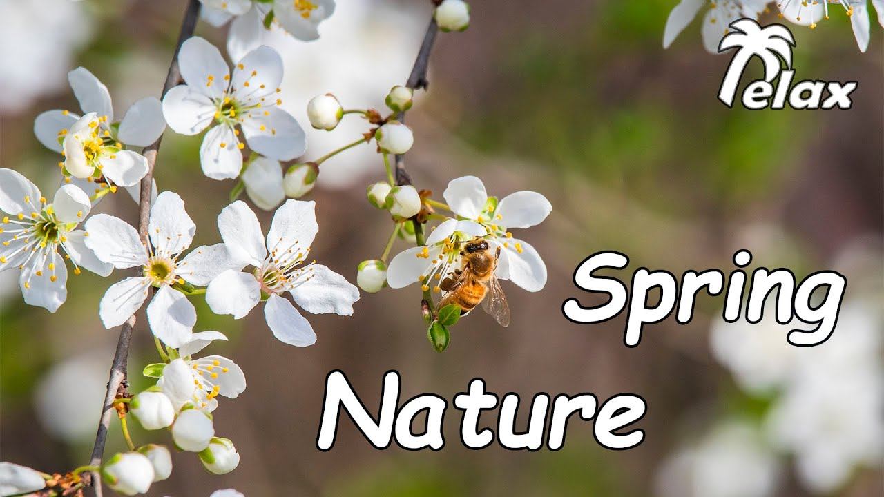 Singing of the Spring Birds and the First Flowers on the Trees смотреть онлайн