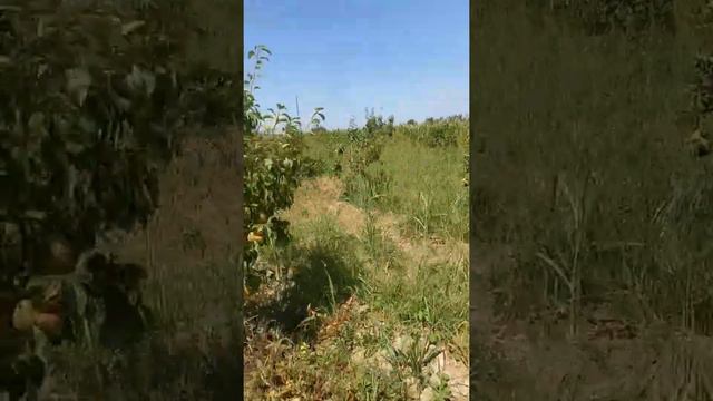 Санта Мария нокимиз кузги кучат екиш мавсумига кучатлари тайор закас оляпиз тел+998910408084 смотреть онлайн