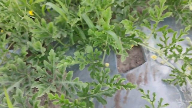 Арбузы и дыни на 7 июля 2021. арбузы и дыни в открытом грунте под пленкой. смотреть онлайн