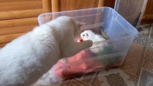 Плохие новости! Свинка Хрюня заболела, не ест и не пьёт. Лечение морской свинки.