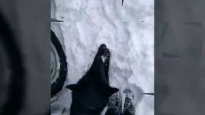 // Немецкая овчарка// Чёрного окраса //