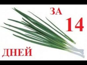 Лук на перо за 14 дней. Все советы и рекомендации. Немного о цифрах