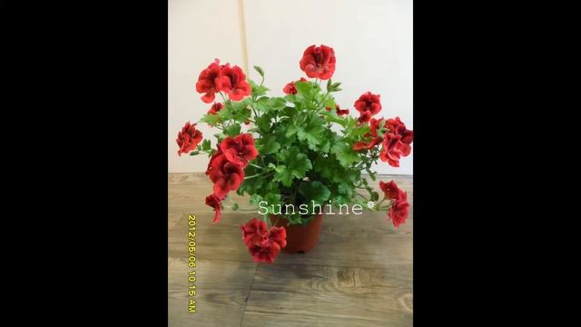 Pelargonium CandyFlower Bright Red (2012) смотреть онлайн