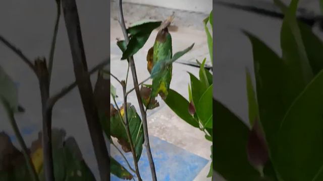 Plant unboxing | 11 plants from Amazon | Buy plant online | सस्ते और अच्छे पौधे । смотреть онлайн