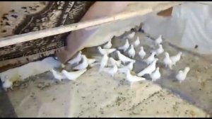 БЕЛЫЕ БАКИНСКИЕ ГОЛУБИ РИФА БАШИРОВА